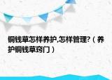 铜钱草怎样养护,怎样管理?（养护铜钱草窍门）