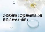 公狼和母狼（公狼是如何追求母狼的 在什么时候呢）