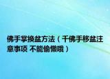 佛手掌换盆方法（千佛手移盆注意事项 不能偷懒哦）