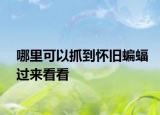 哪里可以抓到怀旧蝙蝠过来看看