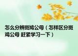 怎么分辨斑鸠公母（怎样区分斑鸡公母 赶紧学习一下）