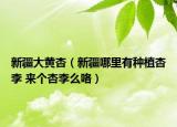 新疆大黄杏（新疆哪里有种植杏李 来个杏李么咯）
