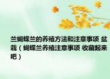 兰蝴蝶兰的养殖方法和注意事项 盆栽（蝴蝶兰养殖注意事项 收藏起来吧）