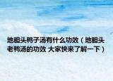 地胆头鸭子汤有什么功效（地胆头老鸭汤的功效 大家快来了解一下）