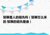 猿猴是人的祖先吗（猿猴怎么来的 猿猴的祖先是谁）