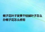栀子花叶子发黄干枯掉叶子怎么办栀子花怎么修剪