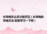 长寿梅怎么养才能开花（长寿梅的养殖方法 赶紧学习一下吧）
