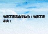 猪是不是家禽类动物（猪是不是家禽）