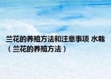 兰花的养殖方法和注意事项 水栽（兰花的养殖方法）
