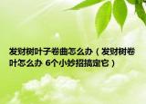 发财树叶子卷曲怎么办（发财树卷叶怎么办 6个小妙招搞定它）