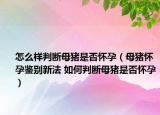 怎么样判断母猪是否怀孕（母猪怀孕鉴别新法 如何判断母猪是否怀孕）