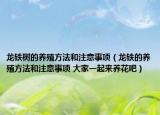 龙铁树的养殖方法和注意事项（龙铁的养殖方法和注意事项 大家一起来养花吧）