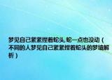 梦见自己紧紧捏着蛇头,蛇一点也没动（不同的人梦见自己紧紧捏着蛇头的梦境解析）