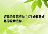 好养的盆花植物（4种好看又好养的盆栽植物）