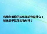 和鲍鱼很像的软体海动物是什么（鲍鱼属于软体动物对吗）