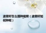 波菜籽怎么播种视频（波菜籽如何种呢）