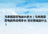 马来西亚巨龟能长多大（马来西亚巨龟的寿命有多长 生长繁殖是什么）