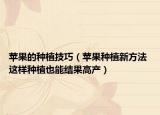 苹果的种植技巧（苹果种植新方法 这样种植也能结果高产）