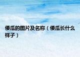 倭瓜的图片及名称（倭瓜长什么样子）