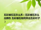 五彩络石花怎么养（五彩络石怎么出颜色 五彩络石如何养出五彩叶子）