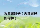 火参果叶子（火参果籽如何种）