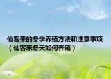 仙客来的冬季养殖方法和注意事项（仙客来冬天如何养殖）