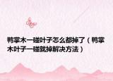 鸭掌木一碰叶子怎么都掉了（鸭掌木叶子一碰就掉解决方法）