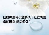 红肚凤凰带小鱼多久（红肚凤凰鱼的寿命 能活多久）