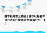 四季牡丹怎么繁殖（四季牡丹的养殖方法和注意事项 给大家介绍一下）