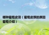 哪种葡萄皮薄（葡萄皮厚的原因 葡萄介绍）