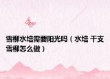 雪柳水培需要阳光吗（水培 干支雪柳怎么做）
