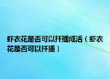 虾衣花是否可以扦插成活（虾衣花是否可以扦插）