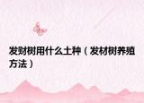 发财树用什么土种（发材树养殖方法）