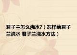 君子兰怎么浇水?（怎样给君子兰浇水 君子兰浇水方法）
