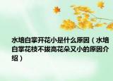 水培白掌开花小是什么原因（水培白掌花枝不拔高花朵又小的原因介绍）