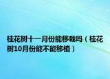 桂花树十一月份能移栽吗（桂花树10月份能不能移植）