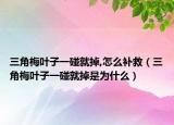 三角梅叶子一碰就掉,怎么补救（三角梅叶子一碰就掉是为什么）