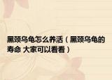 黑颈乌龟怎么养活（黑颈乌龟的寿命 大家可以看看）