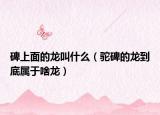碑上面的龙叫什么（驼碑的龙到底属于啥龙）