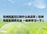 非洲凤凰可以和什么鱼混养（非洲凤凰鱼饲养方法 一起来学习一下）