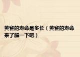 黄雀的寿命是多长（黄雀的寿命 来了解一下吧）
