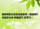 橡皮树把头剪去还能发吗（橡皮树9月能砍头吗 种植技巧 多学习）
