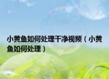 小黄鱼如何处理干净视频（小黄鱼如何处理）