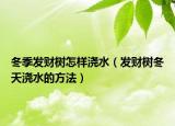 冬季发财树怎样浇水（发财树冬天浇水的方法）