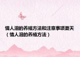 情人泪的养殖方法和注意事项夏天（情人泪的养殖方法）