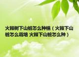火棘树下山桩怎么种植（火棘下山桩怎么栽培 火棘下山桩怎么种）