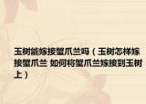 玉树能嫁接蟹爪兰吗（玉树怎样嫁接蟹爪兰 如何将蟹爪兰嫁接到玉树上）