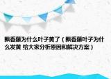 飘香藤为什么叶子黄了（飘香藤叶子为什么发黄 给大家分析原因和解决方案）