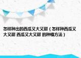 怎样种出的西瓜又大又甜（怎样种西瓜又大又甜 西瓜又大又甜 的种植方法）