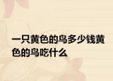 一只黄色的鸟多少钱黄色的鸟吃什么